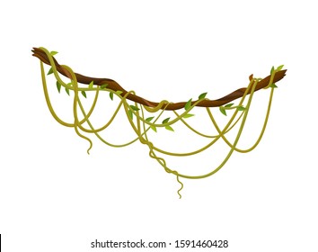 Liana or jungle plant or vine wild greenery winding branches vector stem with leaves isolated decorative elements tropical vines rainforest flora and exotic botany wild curling species and twigs