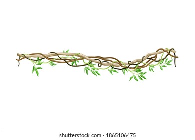 Liana with Long Stem and Stiff Branch as Woody Vine Vector Illustration