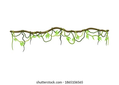 Liana with Long Stem and Stiff Branch as Woody Vine Vector Illustration
