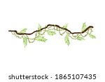 Liana as Long-stemmed Woody Vine Climbing and Tangled Around Tree Vector Illustration