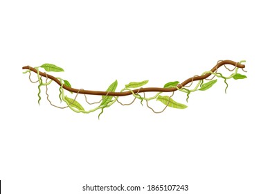 Liana as Long-stemmed Woody Vine Climbing and Tangled Around Tree Vector Illustration