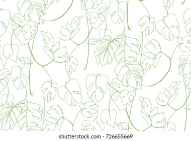liana Monstera in the jungle