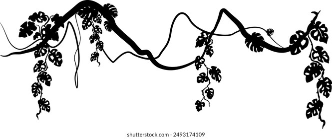 Liana with monstera leaves. Vector decoration element. Divider silhouette.