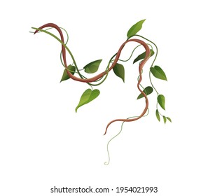 Liana Or Vine Winding Branches Cartoon Vector Illustration. Jungle Tropical Climbing Plants.