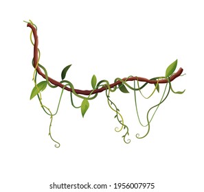 Liana or vine winding branches cartoon vector illustration. Jungle tropical climbing plants.