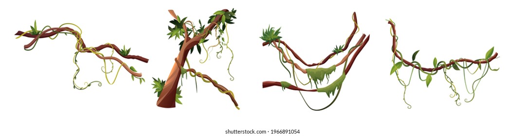 Liana or vine winding branches cartoon vector illustration. Jungle tropical climbing plants.