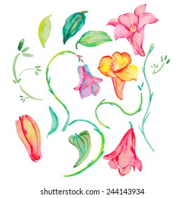 liane isolated on white background. Tropical flowers. Vector watercolor.
