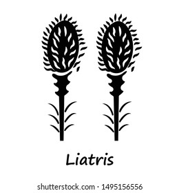 Liatris glyph icon. Blazing star blooming flower with name inscription. Dwarf gayfeather garden plant. Spicata kobold. Wildflower. Silhouette symbol. Negative space. Vector isolated illustration