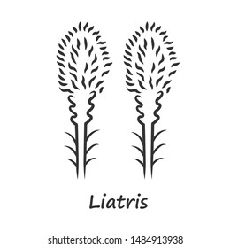 Liatris linear icon. Thin line illustration. Blazing star blooming flower with name inscription. Dwarf gayfeather garden plant. Wildflower. Spring blossom. Contour symbol. Vector isolated drawing