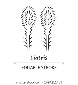 Liatris linear icon. Thin line illustration. Blazing star blooming flower with name inscription. Dwarf gayfeather plant. Wildflower. Spring blossom. Vector isolated outline drawing. Editable stroke