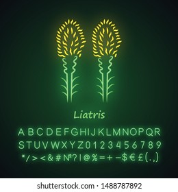 Liatris neon light icon. Blazing star blooming flower with name inscription. Dwarf gayfeather plant. Spicata kobold inflorescence. Wildflower. Glowing alphabet, numbers. Vector isolated illustration