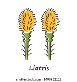 Liatris yellow color icon. Blazing star blooming flower with name inscription. Dwarf gayfeather garden plant. Spicata kobold inflorescence. Wildflower. Spring blossom. Isolated vector illustration