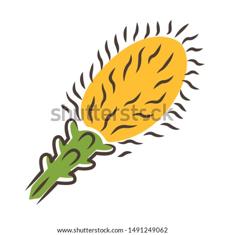Liatris yellow color icon. Blazing star blooming flower. Dwarf gayfeather garden plant. Spicata kobold. Wildflower. Spring blossom. Isolated vector illustration