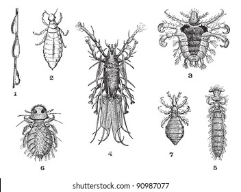 Lice  1  Slow (magnification 12 diam )  2  Human lice 3  Pubic lice  4  Hornbill lice  5  Lice guinea pig  6  Lice partridge  Dictionary words   things    Larive   Fleury    1895 