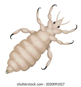 Lice isolated on a white background