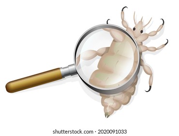 Lice on a white background with a magnifying glass