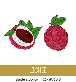 Lichee. Tropical Fruit. Slice, whole. Sketch. Color. Set
