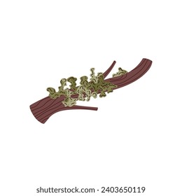 Lichen on tree. Symbiosis organism. Botanical flat isolated vector illustration.