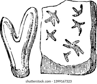 Lichen wächst auf einer Pflanze, aber sie produzieren ihr eigenes Essen durch Fotosynthese, Vintage-Linien-Zeichnung oder Gravitation-Illustration.