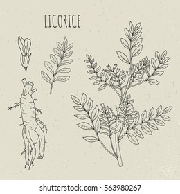 Licorice botanical isolated illustration. Plant, leaves, root, flowers hand drawn set. Vintage outline sketch.
