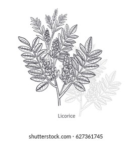 Licorice flower. Medical herbs and plants Isolated on white background series. Vector illustration. Art sketch. Hand drawing object of nature. Vintage engraving style. Black and white.