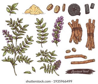 Licorice Herb, Medicinal Plant With Root, Flower, Leaves And Branches.