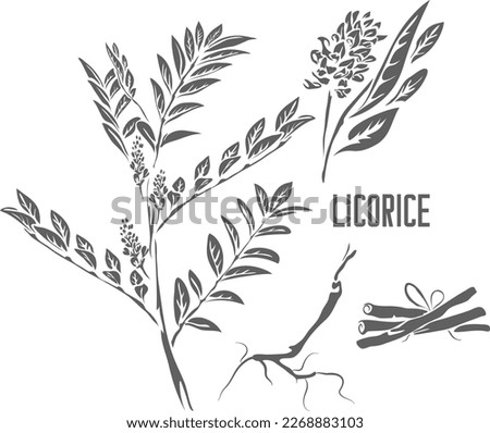 Licorice leafs and root vector silhouette. Radices glycyrrhizae medicinal herbal outline. Licorice root silhouette for pharmaceuticals and coocking. A set of Licorice plant outlines. Imagine de stoc © 