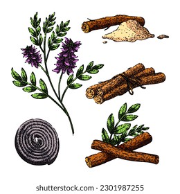 licorice liquorice aromatic set hand drawn. food health, herbal liqorice, natural ayurveda, ayurvedic beneficial, biological detoxify licorice aromatic vector sketch. isolated color illustration