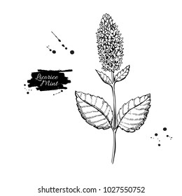 Licorice Mint vector drawing. Hand drawn herb sketch. Botanical medical plant engraving.