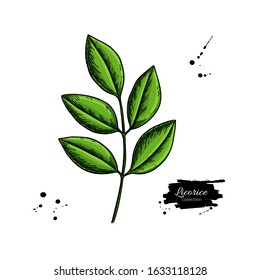 Licorice plant branch vector drawing. Botanical leaves illustration. Herbal engraved style sketch. Cosmetic and medical plant