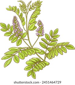 Licorice Plant Colored Detailed Illustration