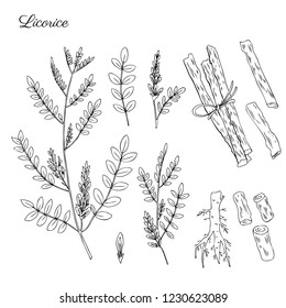 Licorice Plant, Flowers And Licorice Root Vector Hand Drawn Illustration Isolated On White, Ink Sketch, Decorative Herbal Doodle, Line Art Medical Herbs Set For Design Cosmetics, Natural Medicine