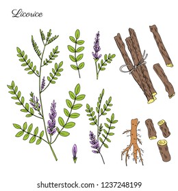 Licorice Plant, Flowers And Licorice Root Vector Hand Drawn Illustration Isolated On White, Ink Sketch, Decorative Herbal Colorful Doodle, Medical Herbs Set For Design Cosmetics, Natural Medicine