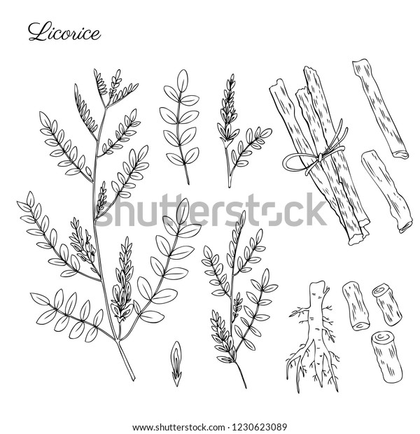 Licorice plant, flowers and licorice root vector\
hand drawn illustration isolated on white, ink sketch, decorative\
herbal doodle, line art medical herbs set for design cosmetics,\
natural medicine