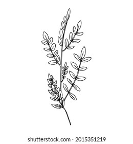 Lizenzpflanze, Blumen, handgezeichnete Vektorgrafik einzeln auf Weiß, Tintenskizze, dekorative Kräuterschwarz-Doodle-Linie Kunst, medizinisches Kräutern für Design-Kosmetik, Naturmedizin, Lebensmittelzutat