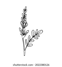 Licorice plant, flowers vector hand drawn illustration isolated on white, ink sketch, decorative herbal black doodle line art, medical herb for design cosmetic, natural medicine, food ingredient