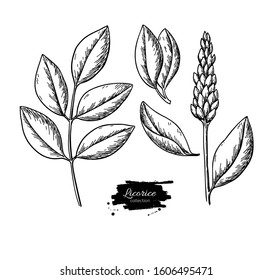 Licorice plant vector drawing set. Botanical branch with flower and leaves. Herbal engraved style sketch. Cosmetic and medical plant illustration