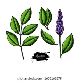 Licorice plant vector drawing set. Botanical branch with flower and leaves. Herbal sketch. Cosmetic and medical plant illustration