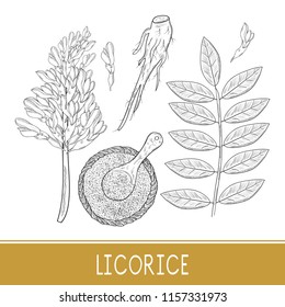 Licorice. Root, flower, leaves, basket, spoon, powder. On a white background. Sketch. Monochrome. Set
