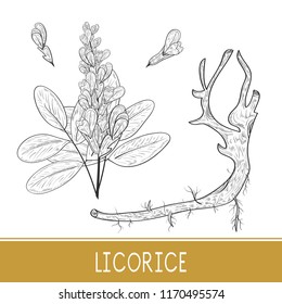 Licorice. Root, flower, leaves. On a white background. Sketch. Monochrome. Set