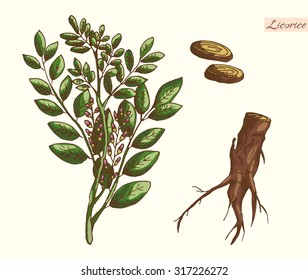 licorice root and licorice on a neutral background, color illustration