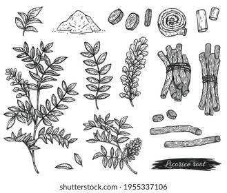 Licorice root, plant and powder, engraving vector illustration isolated.