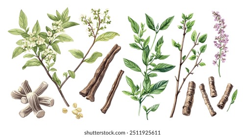 Licorice Root Watercolor Illustration. Hand-Drawn Organic Herbal Remedy, Natural Sweetener and Health Aid from Roots. Isolated on White Background