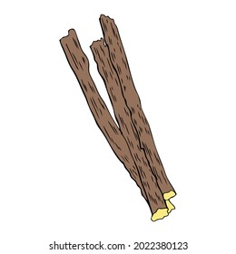 Licorice sticks root vector hand drawn illustration isolated on white background, ink sketch, decorative herbal colorful doodle, medical herb for design cosmetic, natural medicine, organic food