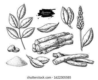 Licorice vector drawing. Bunch of roots, plants, branch with flower and leaves. Pile of ground powder. Botanical illustration. Herbal engraved style sketch. Cosmetic and medical plant