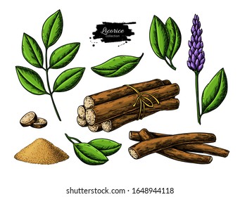 Licorice vector drawing. Bunch of roots, plants, branch with flower and leaves. Pile of ground powder. Botanical illustration. Herbal sketch. Cosmetic and medical plant