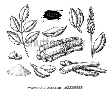 Licorice vector drawing. Bunch of roots, plants, branch with flower and leaves. Pile of ground powder. Botanical illustration. Herbal engraved style sketch. Cosmetic and medical plant Imagine de stoc © 