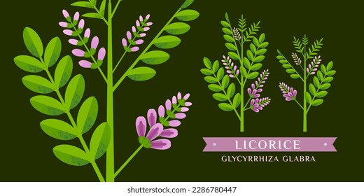 Licorice vector drawing. Isolated flower and leaves. Detailed botanical sketch for tea, organic cosmetics, medicine, aromatherapy