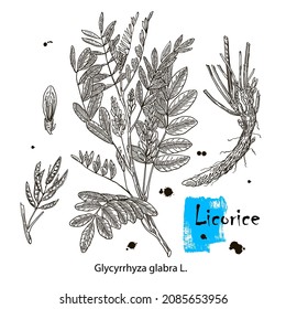 Licorice. Vector hand drawn plant. Botanical plant illustration. Vintage medicinal plant sketch.