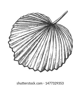Licuala Grandis Tropical Exotic Leaf Retro Vector. Native To Lowland Rainforests Leaf. Element Of Beautiful Nature Botanical Herb Designed In Vintage Style Black And White Illustration